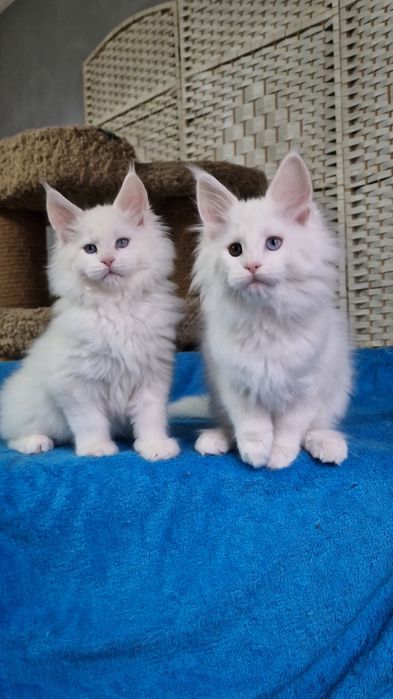 Котята  мейн-куны девочки.