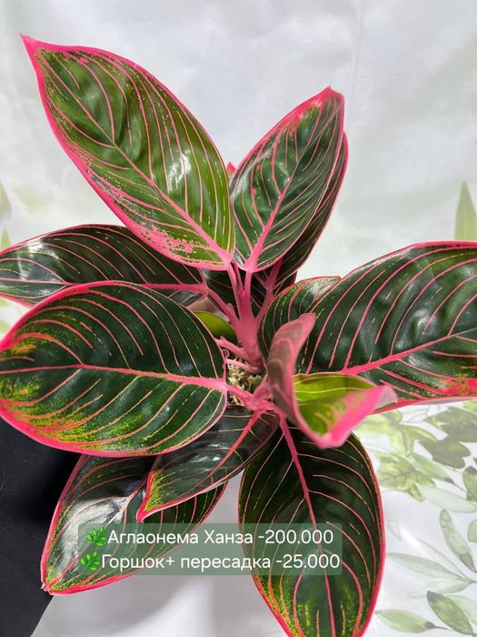 Калатея Орната и Аглаонемы разных сортов  и др