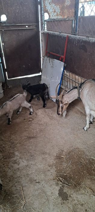 Ешкілер сатылады