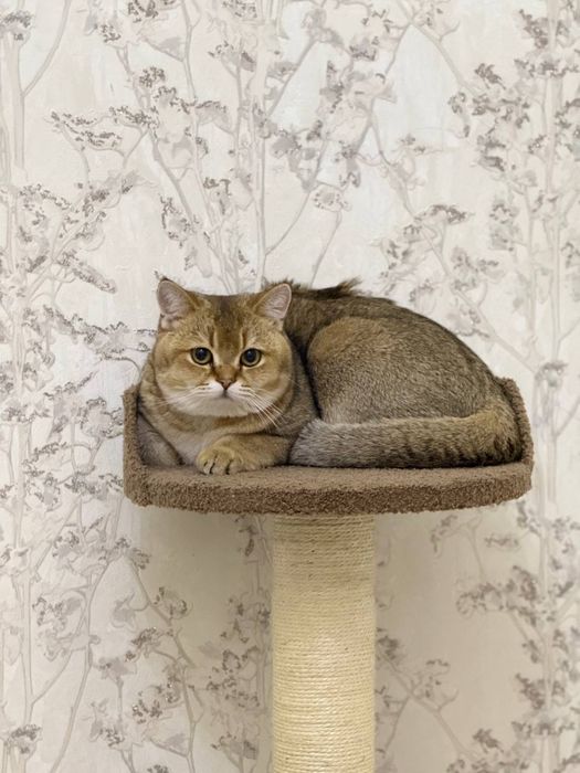 Скотч фолд оригинал мушук зотли