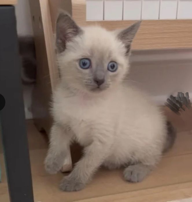 Сиамские котята ..