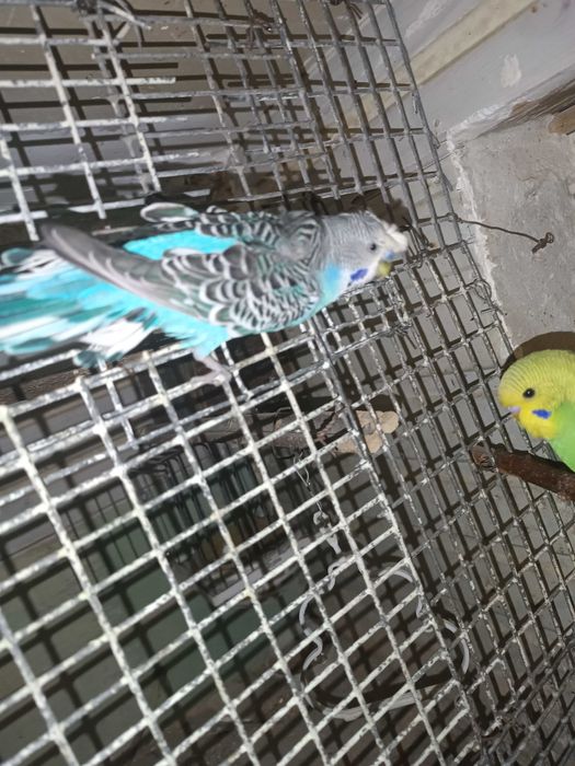 Тайор пара чупатила