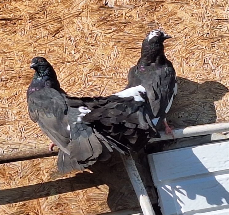 Голуби павлины .