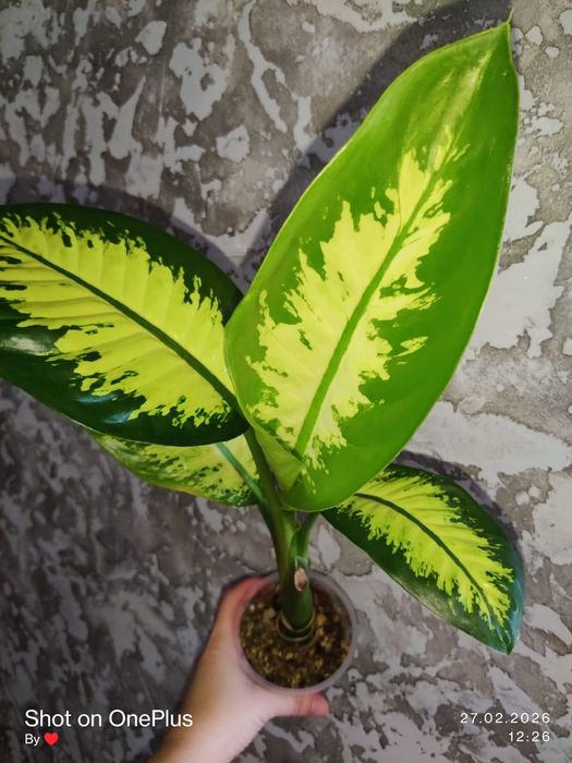 Диффенбахия Тропик Сноу