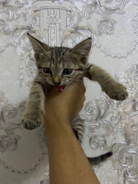 Катенок мужчинаа