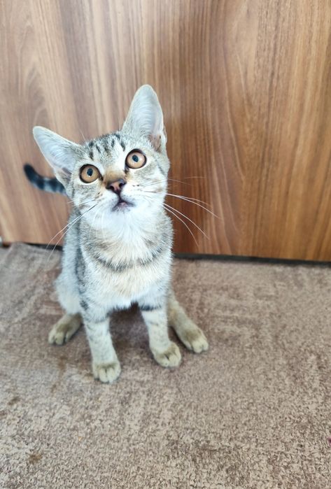 Adopție pisicuțe și pisoi