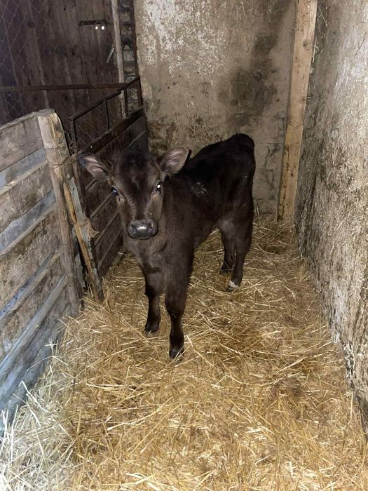 4 женски 1 мъжко