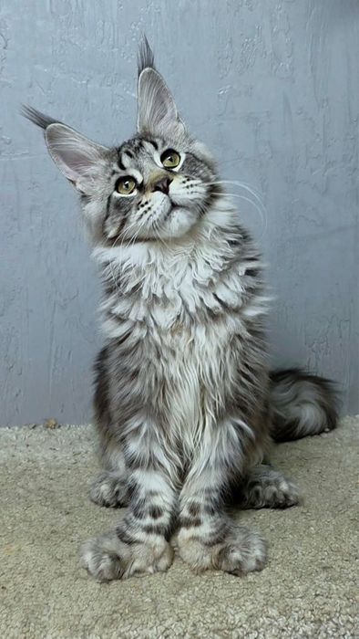 Мейн-куны- котята