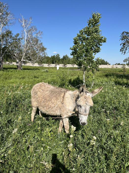 Кеңседегі лесбияндық секс