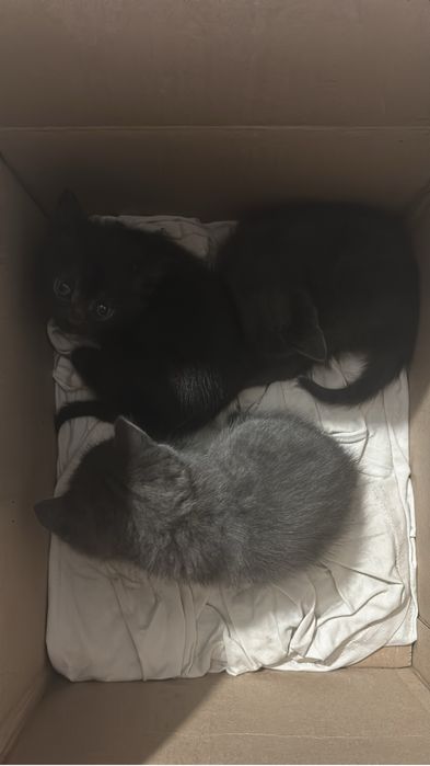Отдам котят в добрые руки!