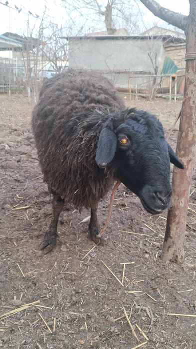 Bugʻoz Quy Sotiladi