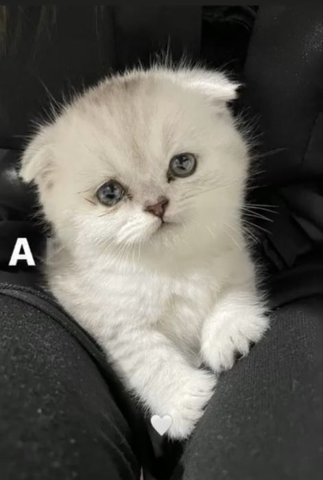 Котята шотландские