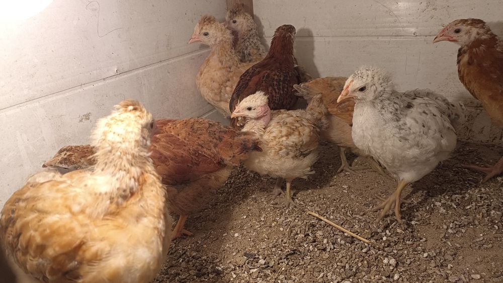 Екі мысық сыйлыққа.