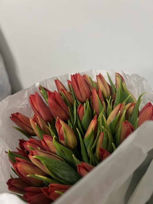 Предзаказ Тюльпанов к 8 марта
