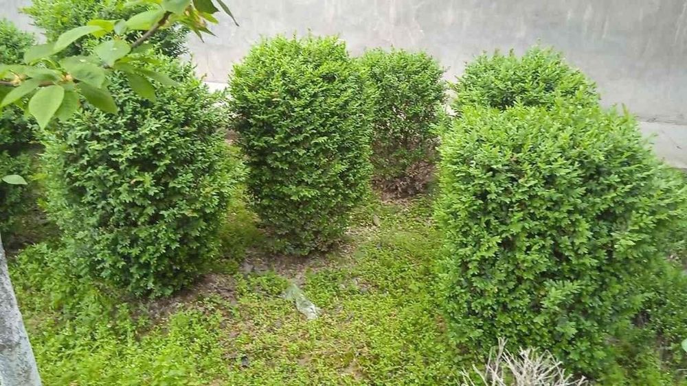 Шамшот гулармиз сотувда