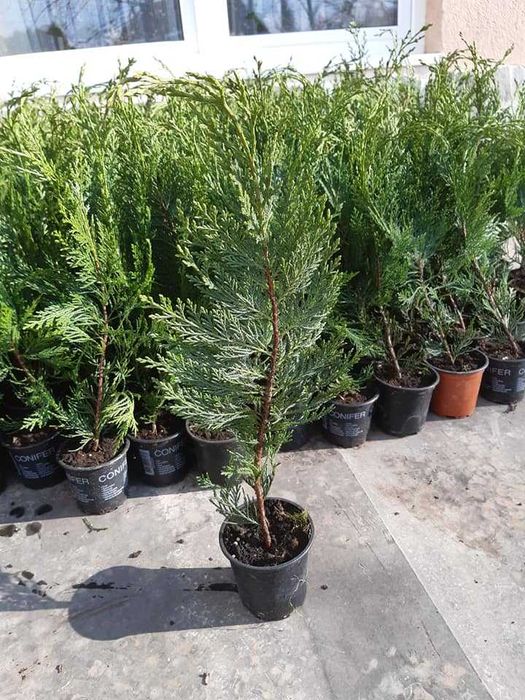 Leylandii chiparos, diverse dimensiuni-gard viu, nu e fir subtire