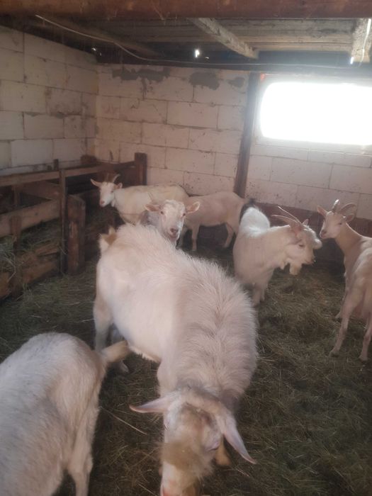 Vand capre foarte bune