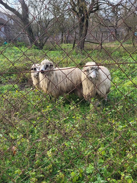 Vand o mioara si 2 miele