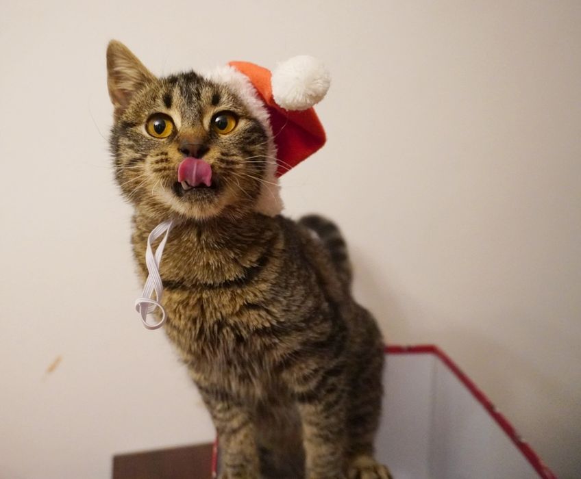 Cu pisica Brownie va fi Crăciun în fiecare zi dacă o adopți