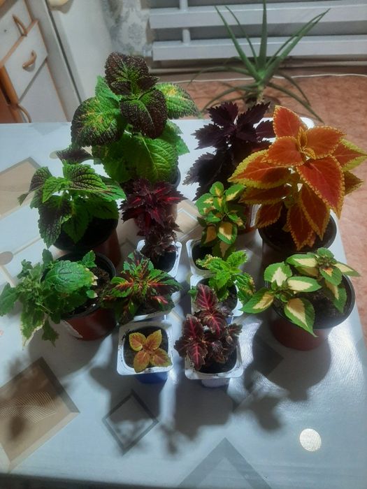 Продам колеусы растюхи.