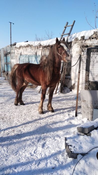 Жеребец айгыр сатылады