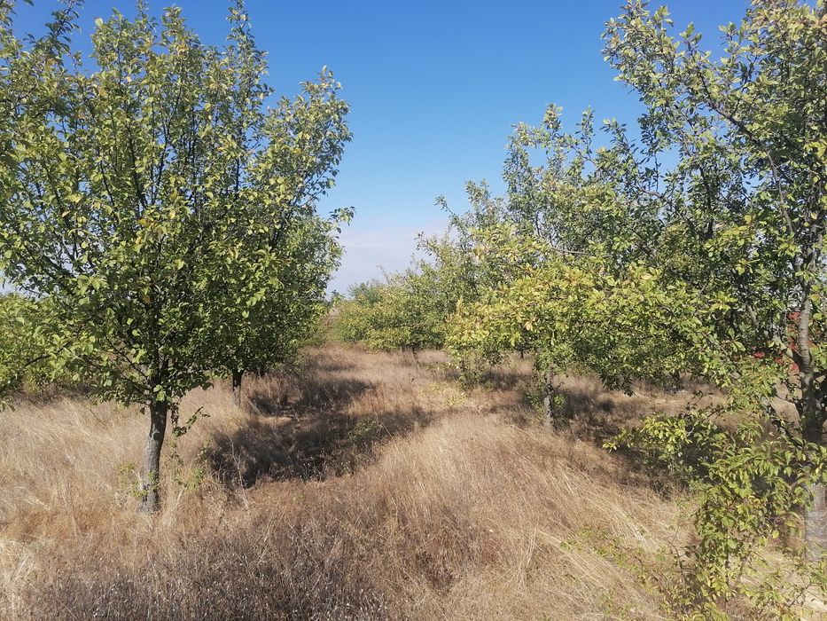 Продавам земеделска земя- овощна градина с. Левски