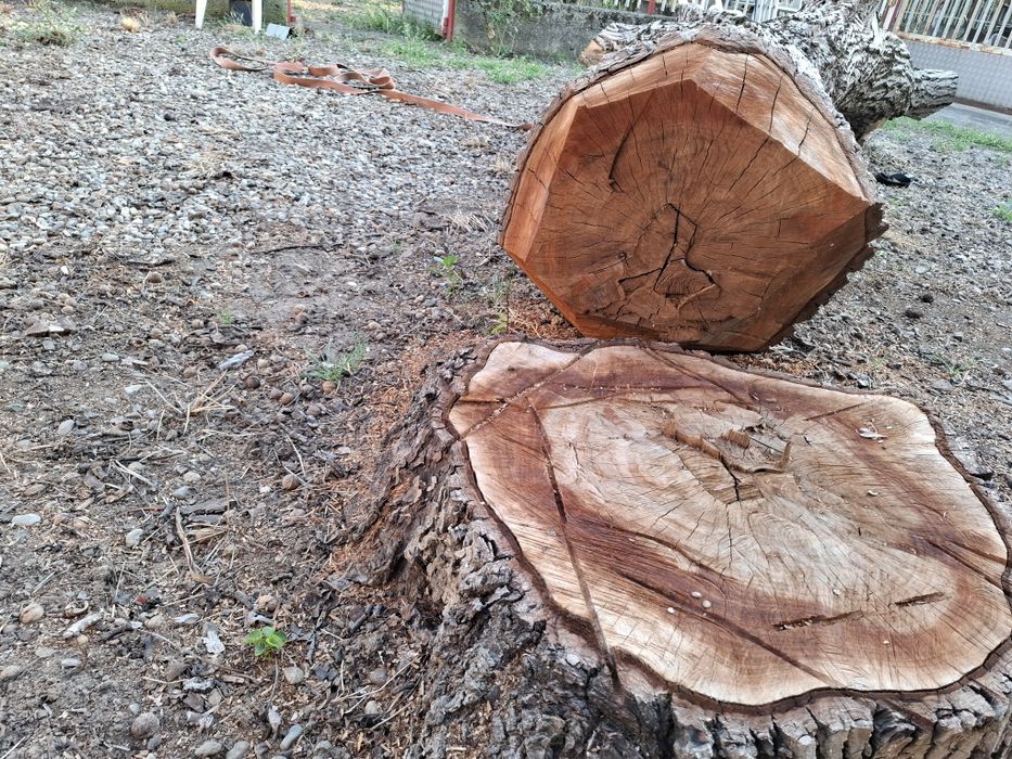 Lemn de nuc pentru prelucrat