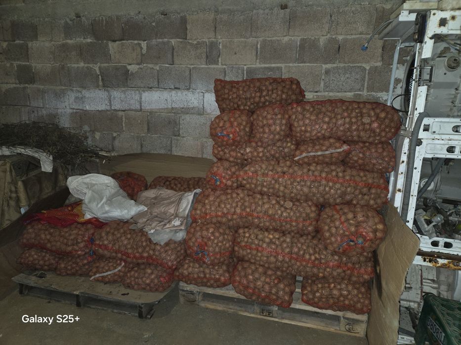 Vând cartofi pentru porci