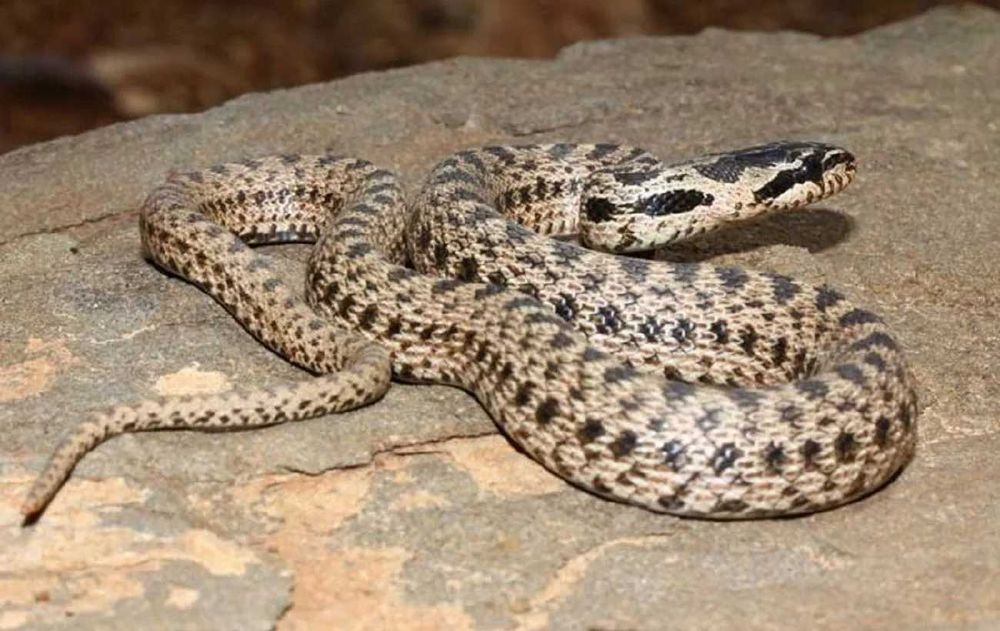 Дезинфекция 250 000 сум Гарантия до 3 лет Dezinfeksiya ilon burga ari