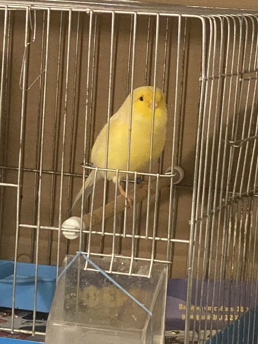 Канари Глостери 2024