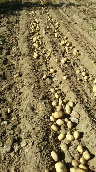 картофи за семе и консумация