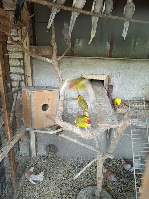 Свободни папагали