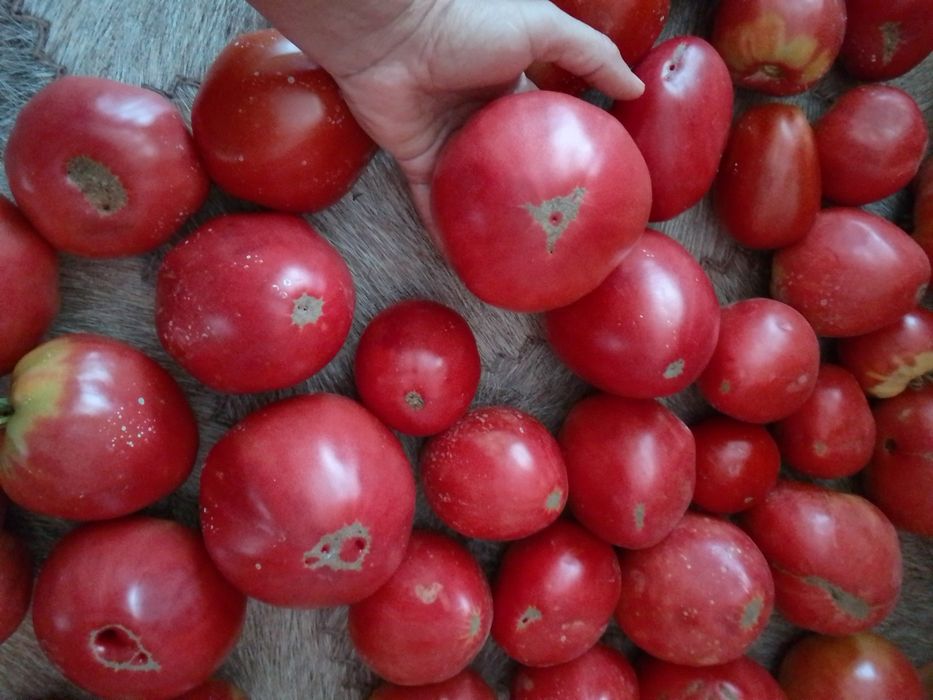 Продам помидоры дачные.