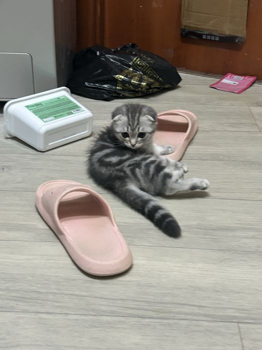 Продам котенка девочка