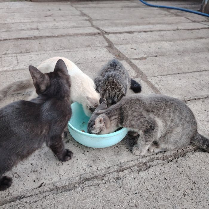 Дарю котят 3,5 месяца