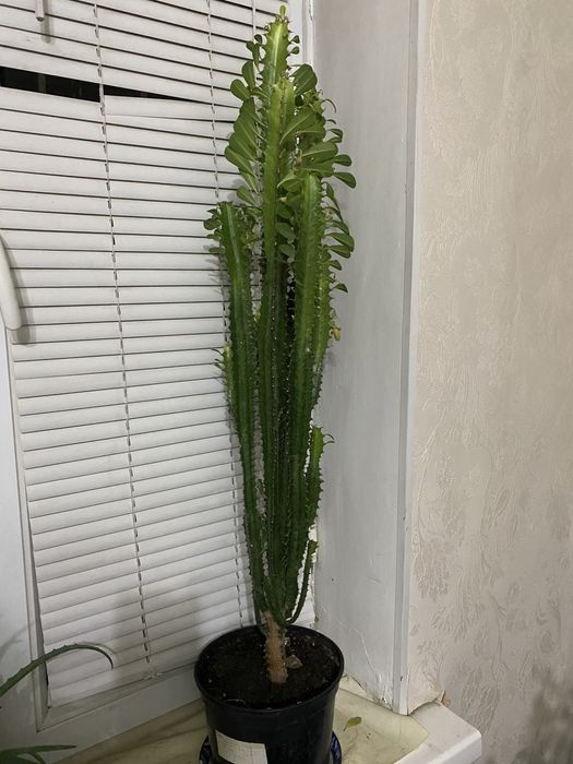 Продам комнатный цветок