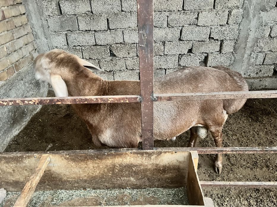 Arashan qochqor sotiladi