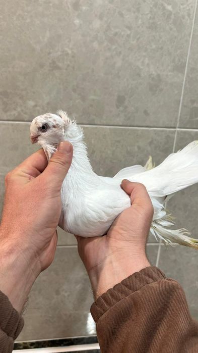 Продам молодого гульбадама