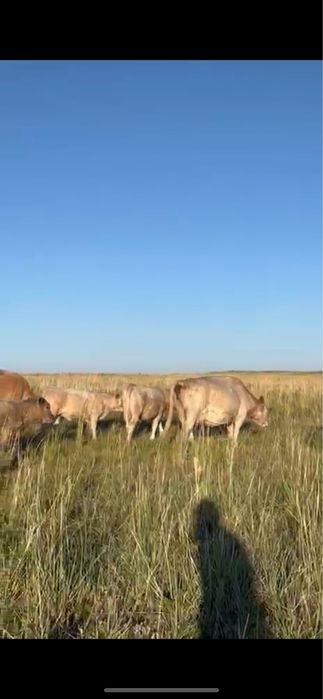 Аулиеколь коровы / Әулиекөл сиырлар