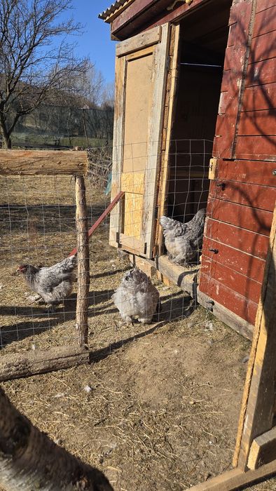 Brahma albastru 2025