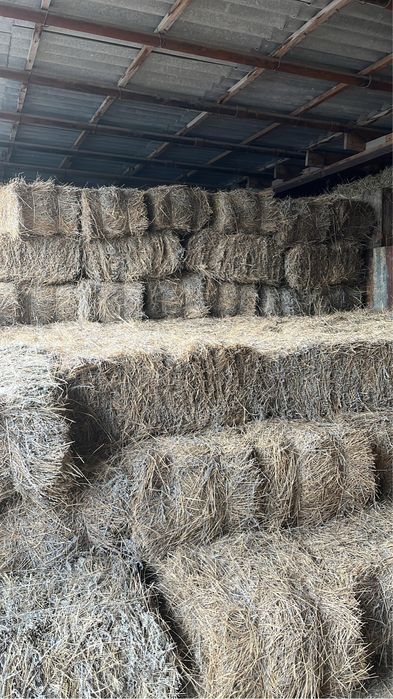 Жусан аралас тук