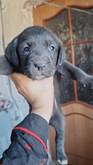 Щенки помесь с лабрадором