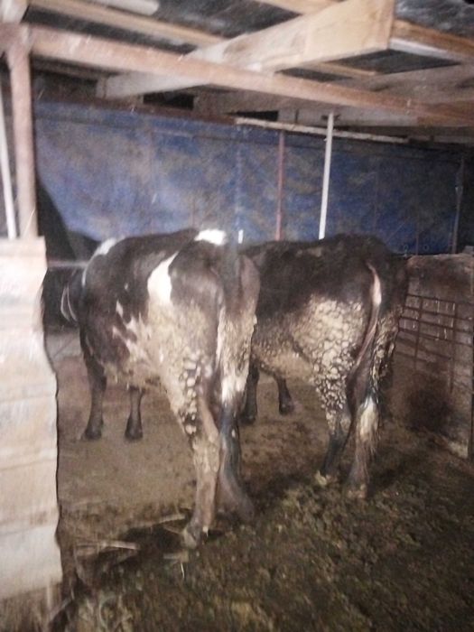 Продам тёлок стоят на откорме