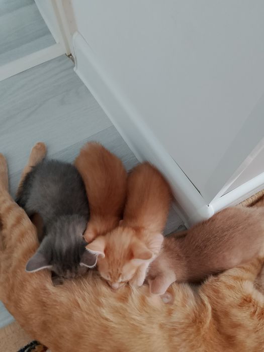 Котята в добрые руки.