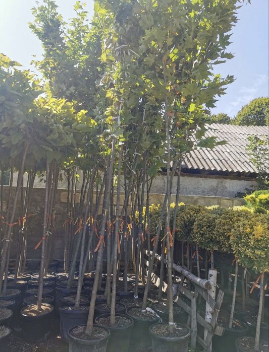 Platan acerifolia toate dimensiunile (marimile)