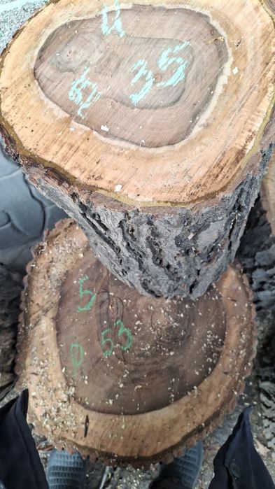 Чурки, силы  ореха