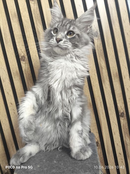 Котята мейн-кун.