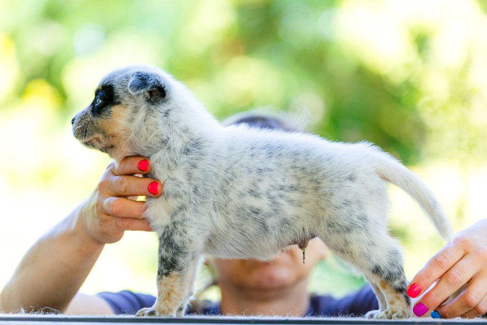 Australian Cattle Dog mascul