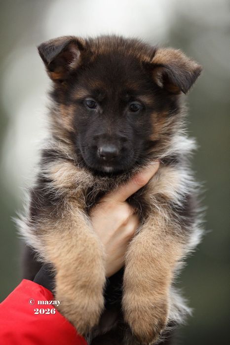 Щенки немецкой овчарки