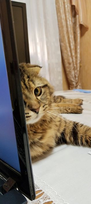 Нужна кошка для вязки